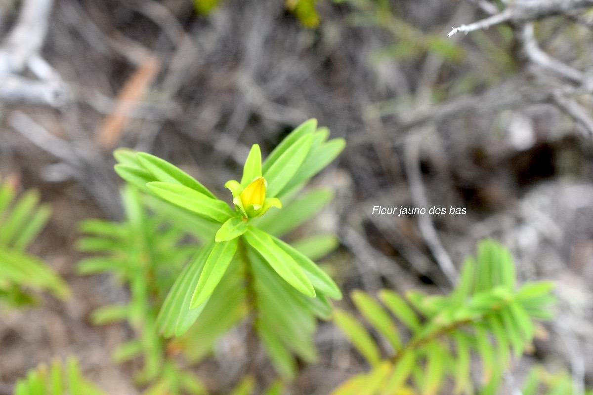 Hypericum lanceolatum subsp. Lanceolatum Fleur jaune  des bas Hypericaceae Indigène La Réunion jpeg.jpeg