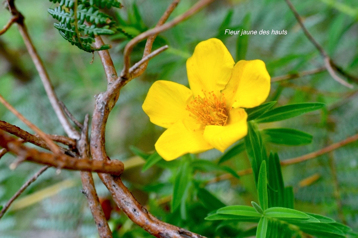 Hypericum lanceolatum var angustifolium Fieur jaune des hauts Hypericaceae Endémique La Réunion 144.jpeg