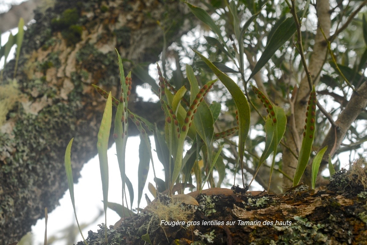 Pleopeltis macrocarpa Fouge?re gros lentilles  Polypodiaceae Indigène La Réunion 134.jpeg