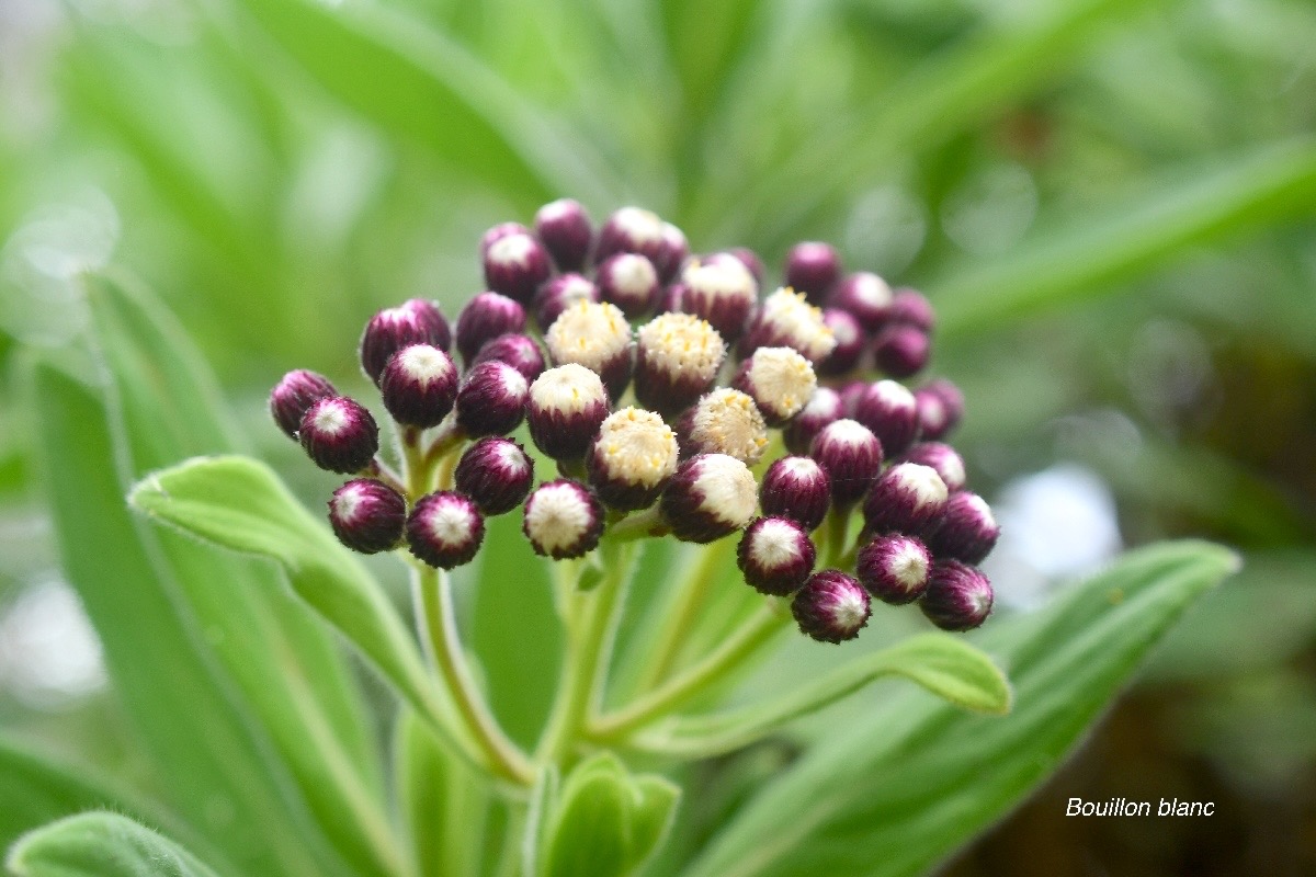 Psiadia anchusifolia Bouillon blanc Ast eraceae Endémique La Réunion 152.jpeg