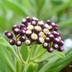 Psiadia anchusifolia Bouillon blanc Ast eraceae Endémique La Réunion 152.jpeg