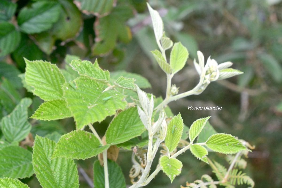 Rubus apetalus Ronce blanche Rosac eae Indigène La Réunion 140.jpeg