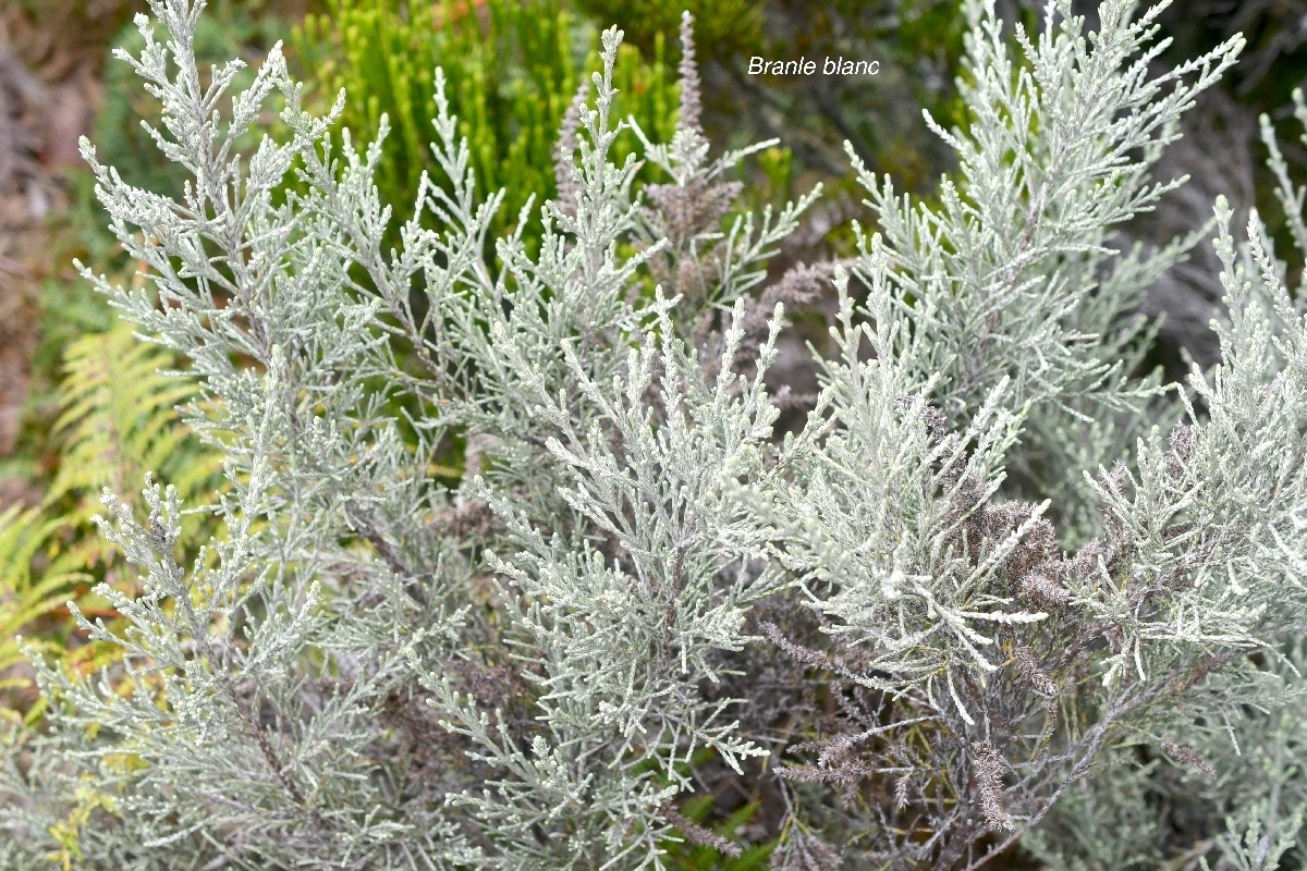 Stoebe passerinoides Branle blanc Aste raceae Endémique La Réunion 162.jpeg