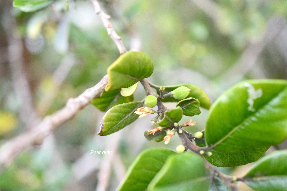 Turraea ovata Petit quivi Meliaceae En démique La Réunion, Maurice 212.jpeg