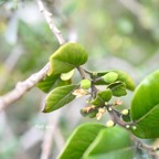 Turraea ovata Petit quivi Meliaceae En démique La Réunion, Maurice 212.jpeg