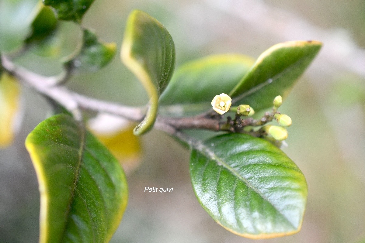 Turraea ovata Petit quivi Meliaceae En démique La Réunion, Maurice 217.jpeg