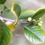 Turraea ovata Petit quivi Meliaceae En démique La Réunion, Maurice 217.jpeg