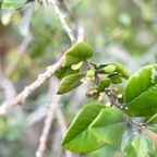 Turraea ovata Petit quivi Meliaceae Endémique La Réunion,Maurice 210.jpeg