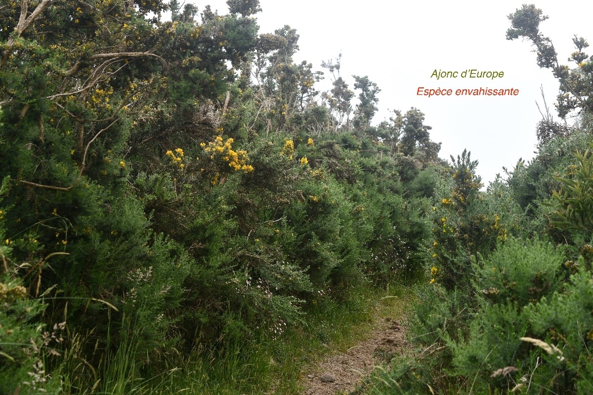 Ulex europaeus Ajonc d'Europe Fabaceae E E  155.jpeg