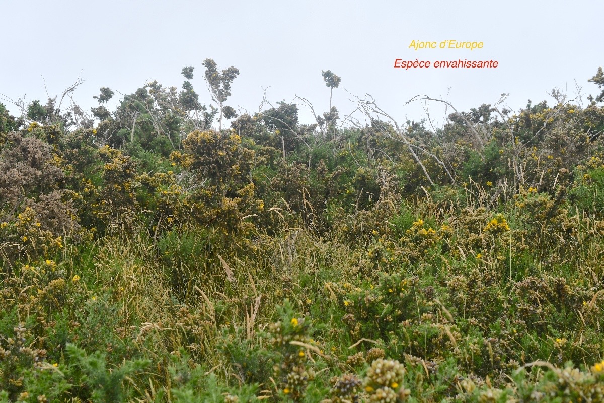 Ulex europaeus Ajonc d'Europe Fabaceae E E 156.jpeg