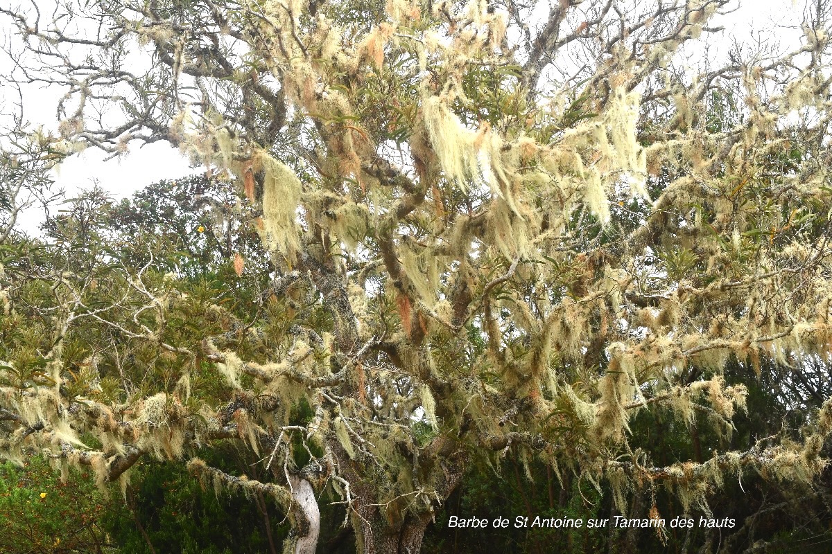 Usnea barbata Barbe de St Antoine Parm eliaceae Indigène La Réunion 160.jpeg