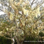 Usnea barbata Barbe de St Antoine Parm eliaceae Indigène La Réunion 160.jpeg