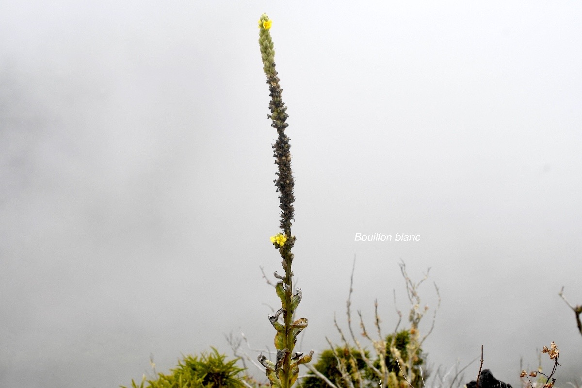 Verbascum thapsus Bouillon blanc Scrophulariaceae E E 184.jpeg