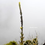 Verbascum thapsus Bouillon blanc Scrophulariaceae E E 184.jpeg