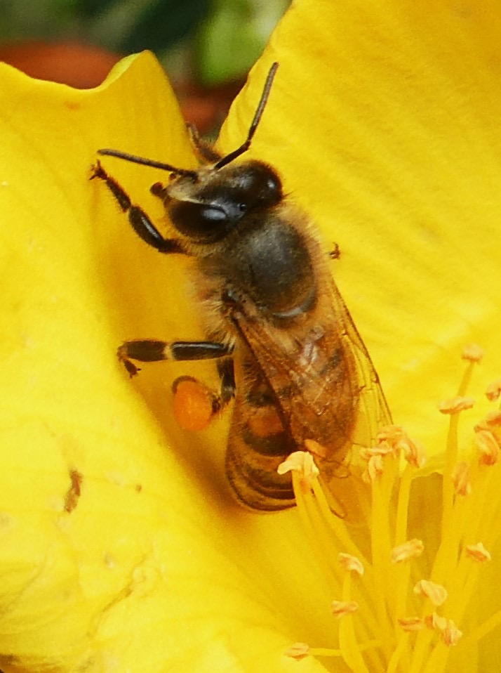 abeille sur Hypericum lanceolatum (2).JPG