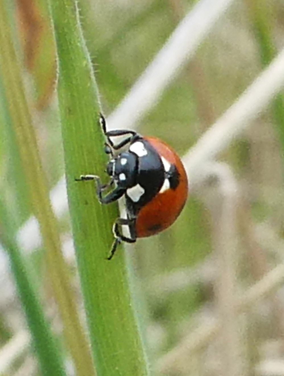 Coccinella septempunctata (6).JPG