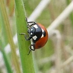 Coccinella septempunctata (6).JPG