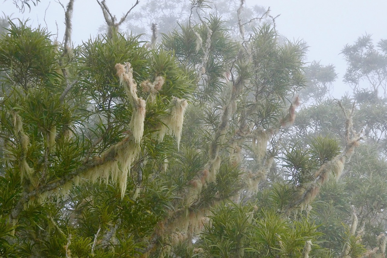 Acacia heterophylla.tamarin des hauts.fabaceae.endémique Réunion.dans le brouillard et envahi par Usnea barbata.usnée barbue.barbe de Saint Antoine.parmeliaceae.jpeg