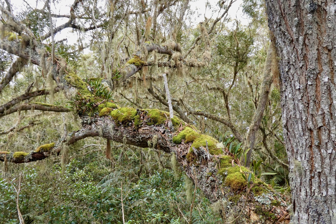 Branche de tamarin des hauts recouverte de mousse,lichens et fougères.jpeg