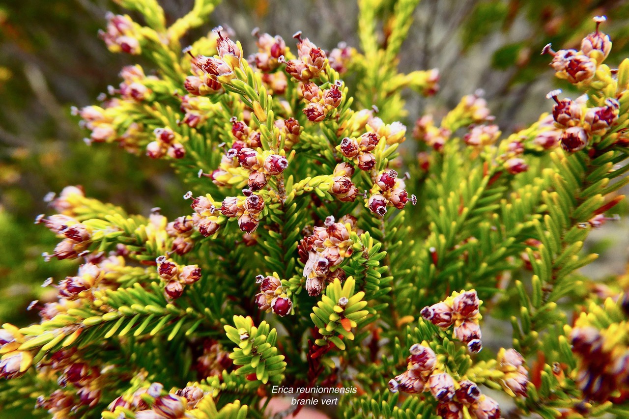 Erica reunionnensis.branle vert.ericaceae.endémique Réunion..jpeg