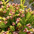 Erica reunionnensis.branle vert.ericaceae.endémique Réunion..jpeg