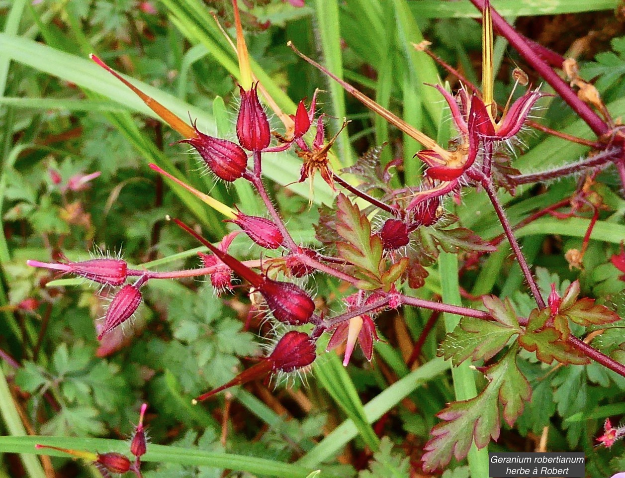 Geranium robertianum.herbe à Robert.( fruits en forme de bec de grue ) geraniaceae.espèce envahissante.jpeg