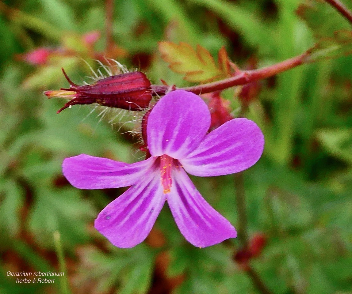 Geranium robertianum.herbe à Robert.geraniaceae.espèce envahissante.jpeg