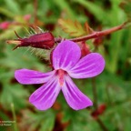 Geranium robertianum.herbe à Robert.geraniaceae.espèce envahissante.jpeg