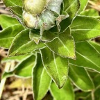 Helichrysum foetidum.immortelle du Cap.asteraceae.amphinaturalisé. (1).jpeg