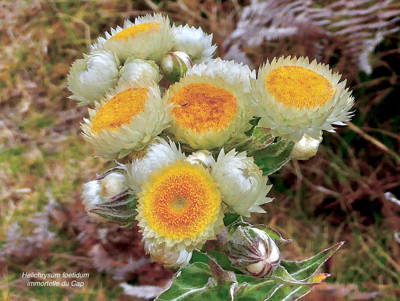 Helichrysum foetidum.immortelle du Cap.asteraceae.amphinaturalisé. (2).jpeg