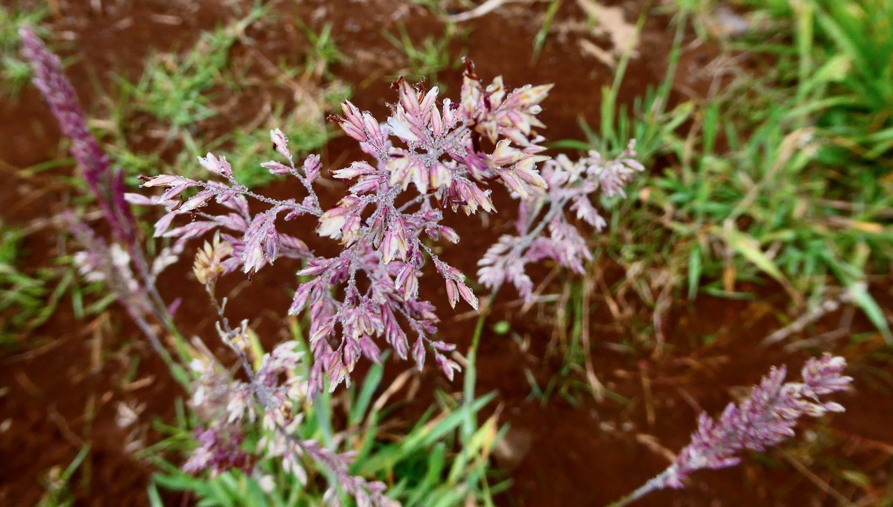 Holcus lanatus.houlque laineuse.poaceae.amphinaturalisé.espèce envahissante..jpeg