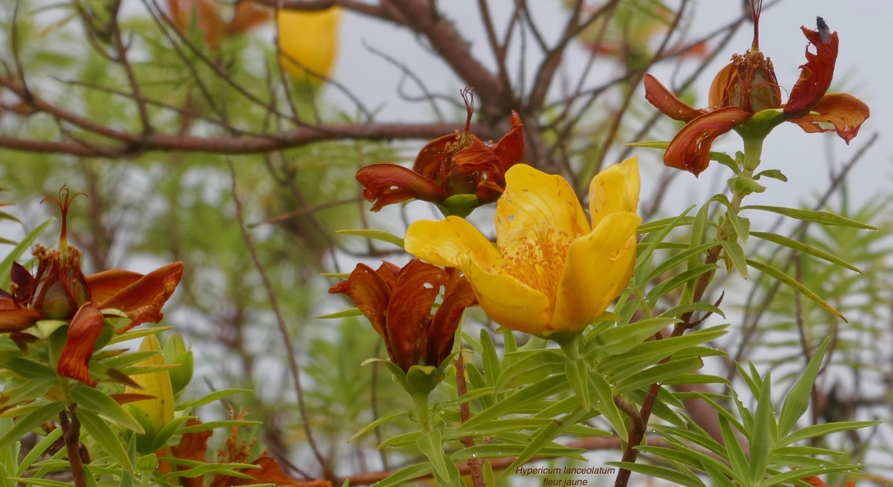 Hypericum lanceolatum subsp angustifolium. fleur jaune des hauts.hypericaceae.endémique Réunion. (1).jpeg