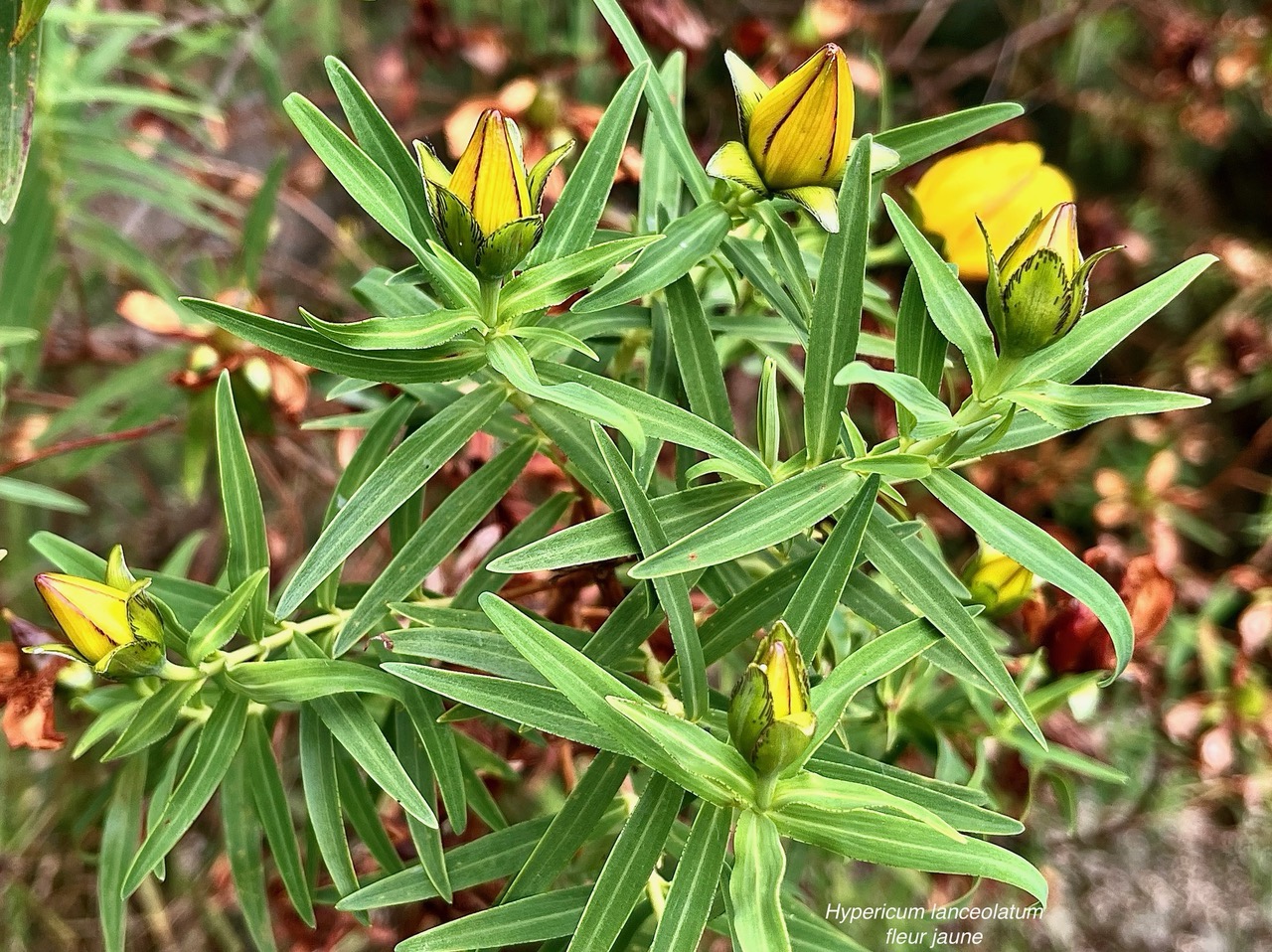 Hypericum lanceolatum subsp angustifolium. fleur jaune des hauts.hypericaceae.endémique Réunion. (2).jpeg