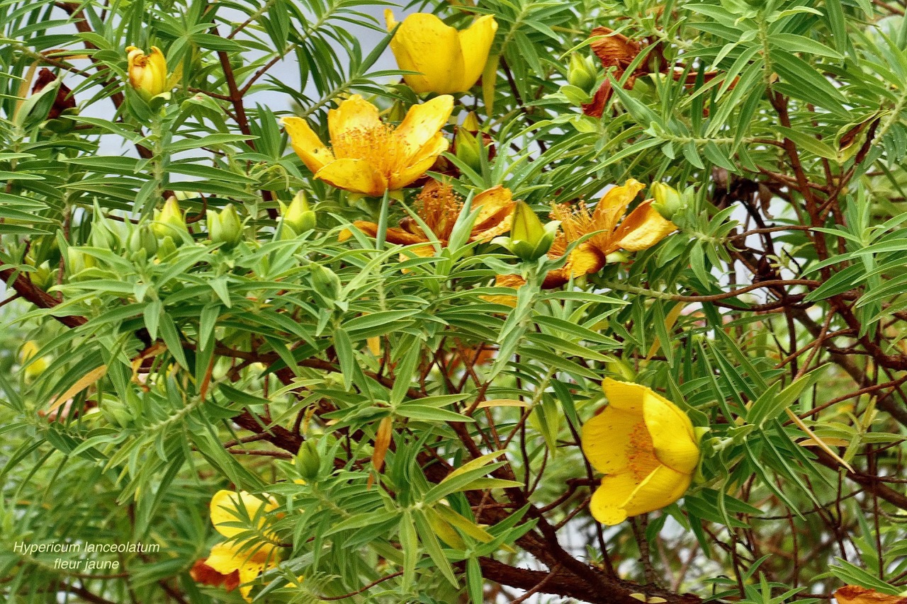 Hypericum lanceolatum subsp angustifolium. fleur jaune des hauts.hypericaceae.endémique Réunion..jpeg