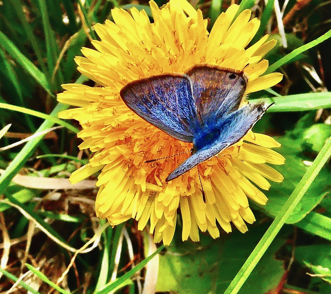 Leptotes pirithous ? Azuré de la luzerne.lycaenidae..jpeg