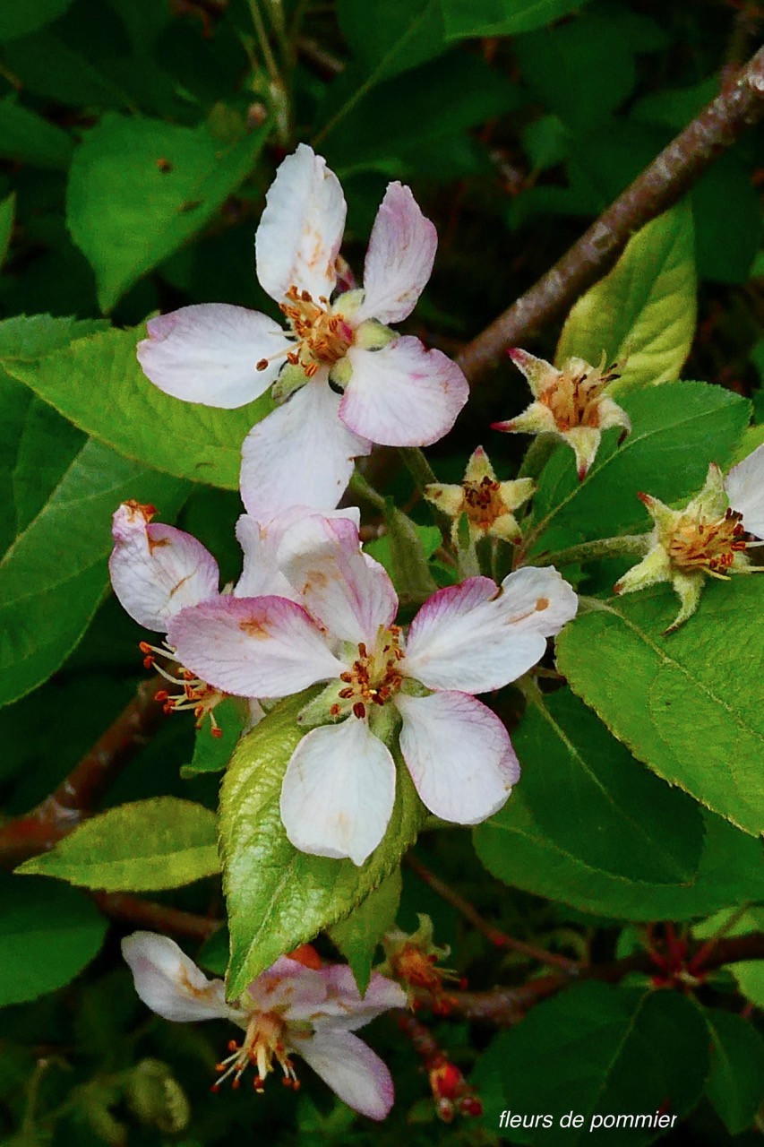 Malus sp. pommier .( fleurs ) rosaceae..jpeg