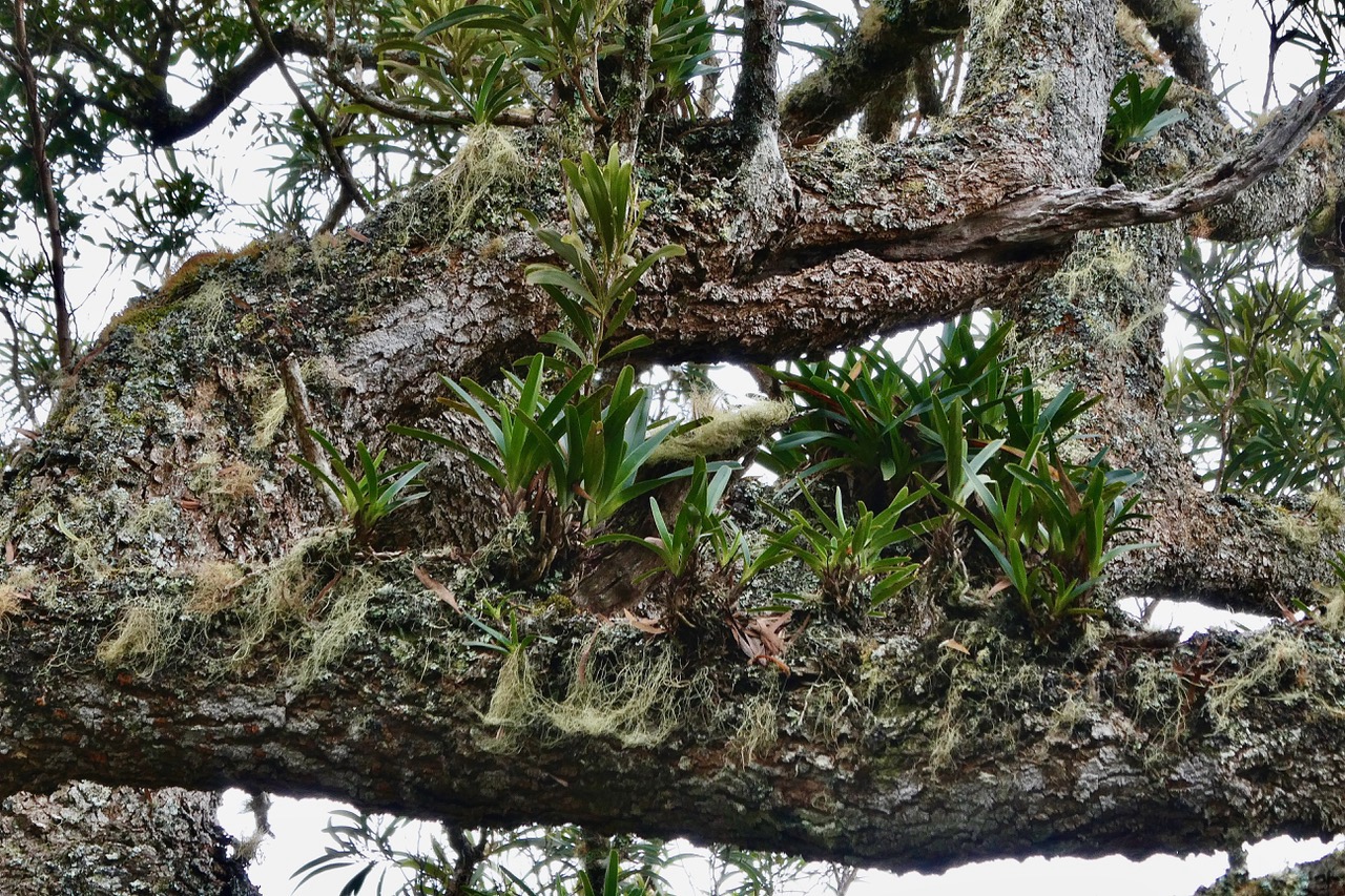 petit jardin d'orchidées au creux  des branches d'un vieux tamarin.jpeg