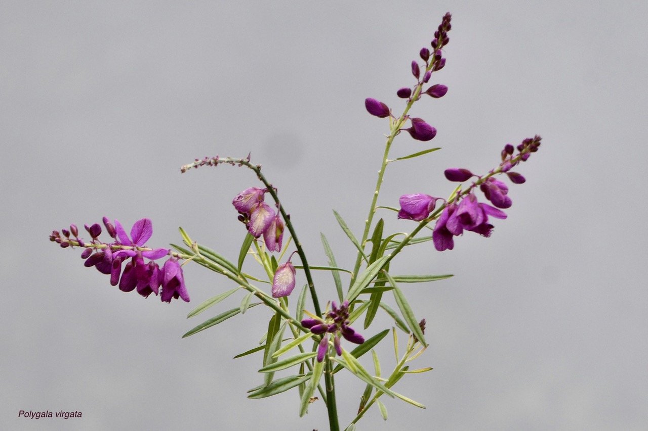 Polygala virgata Thunb.bégolia.bec zozo marron.polygalaceae.sténonaturalisé (1).jpeg