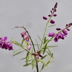 Polygala virgata Thunb.bégolia.bec zozo marron.polygalaceae.sténonaturalisé (1).jpeg