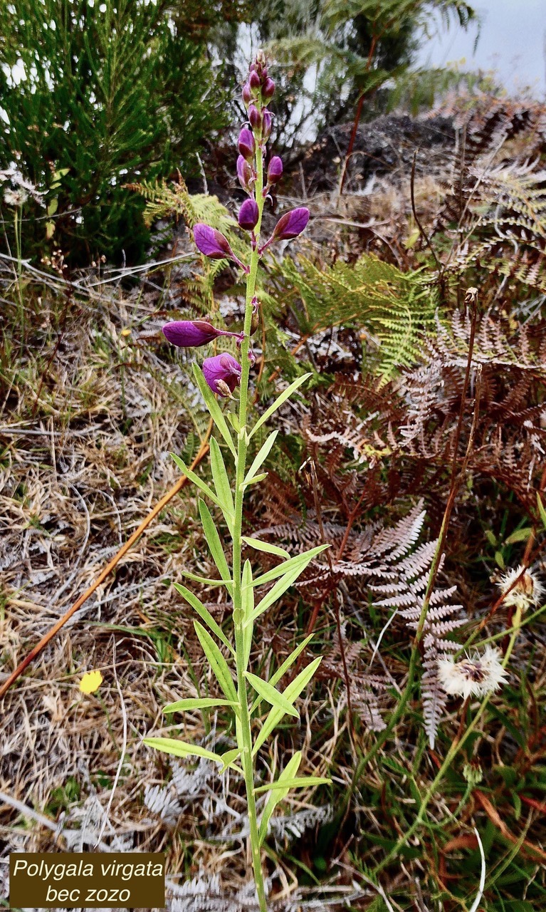 Polygala virgata Thunb.bégolia.bec zozo marron.polygalaceae.sténonaturalisé.jpeg