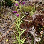 Polygala virgata Thunb.bégolia.bec zozo marron.polygalaceae.sténonaturalisé.jpeg