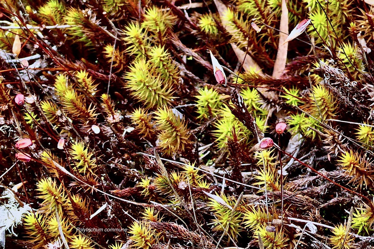 Polytrichum commune polytrichaceae..jpeg