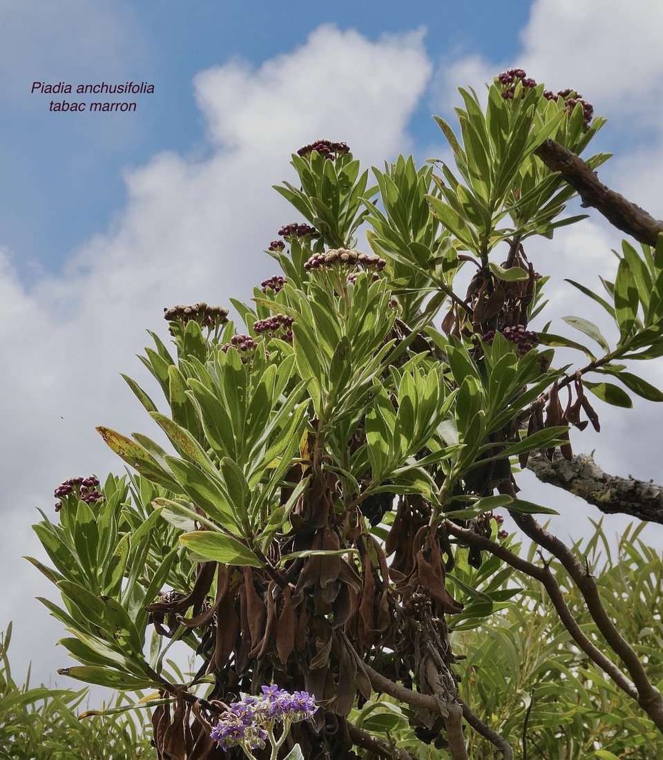 Psiadia anchusifolia.tabac marron.asteraceae;endémique Réunion (1).jpeg