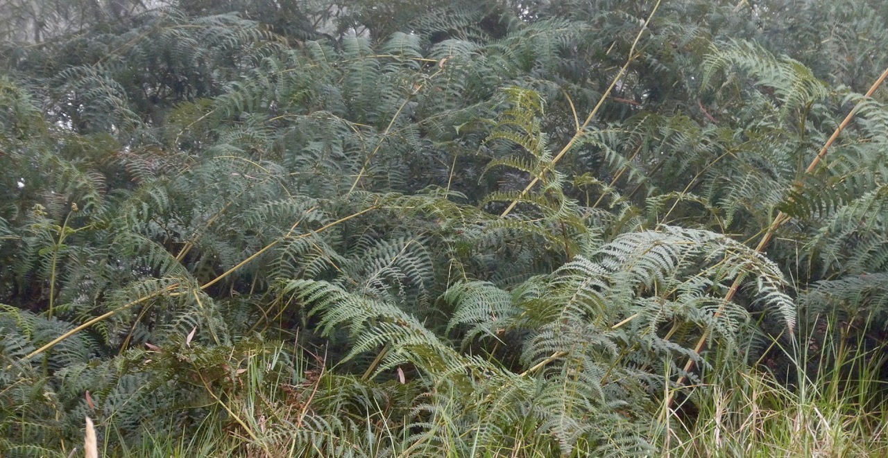 Pteridium aquilinum.fougère aigle.dennstaedtiaceae.indigène Réunion..jpeg