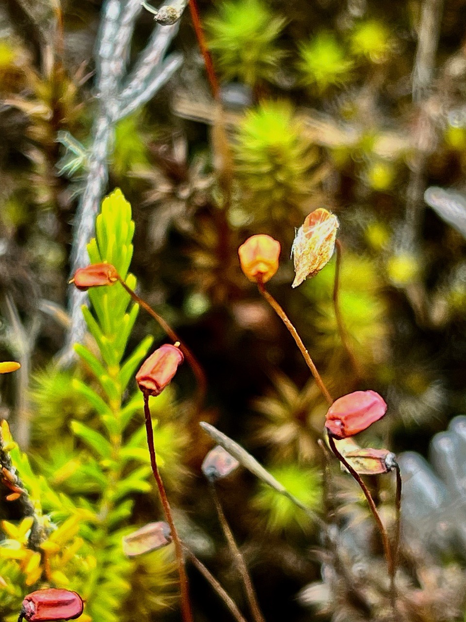 Sporophytes de Polytric.jpeg