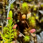 Sporophytes de Polytric.jpeg