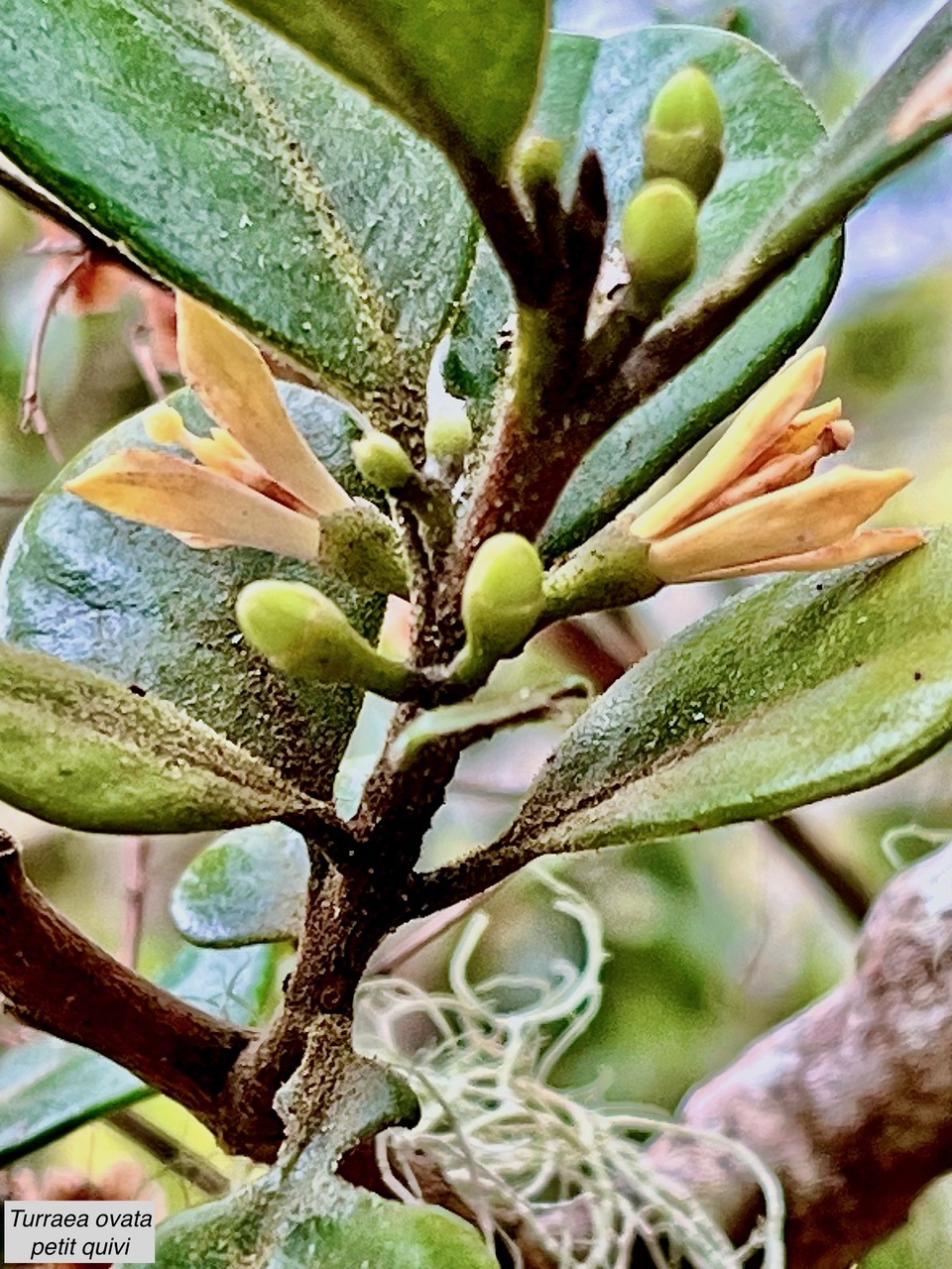 Turraea ovata  Bois  de  quivi .petit quivi .meliaceae.endémique Réunion Maurice. (2).jpeg