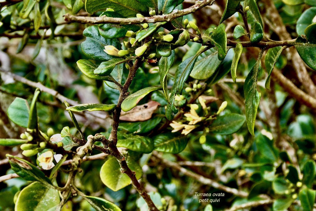 Turraea ovata  Bois  de  quivi .petit quivi .meliaceae.endémique Réunion Maurice. (3).jpeg