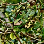 Turraea ovata  Bois  de  quivi .petit quivi .meliaceae.endémique Réunion Maurice. (3).jpeg