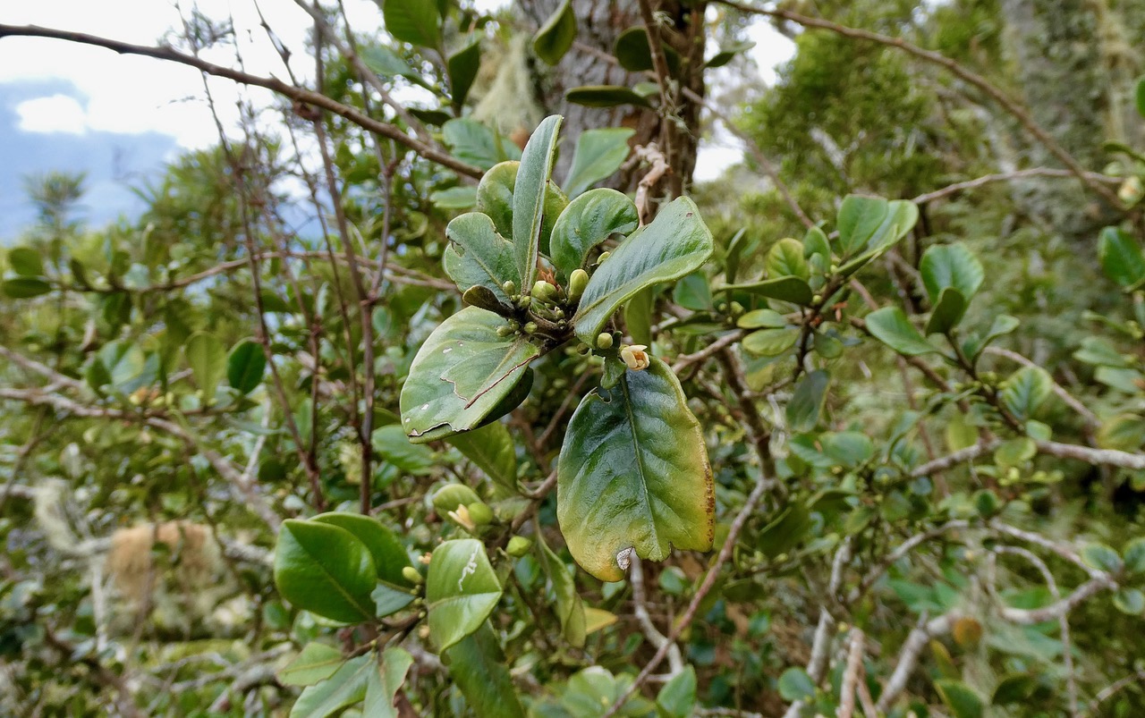 Turraea ovata  Bois  de  quivi .petit quivi .meliaceae.endémique Réunion Maurice. (4).jpeg